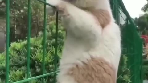 Amazing Funny Cats Trending Clips