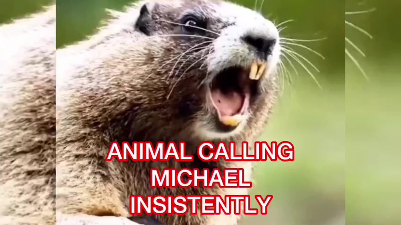 funny videos groundhog calling michael 2023 #funnyvideos #funnycats #funnygroundhog