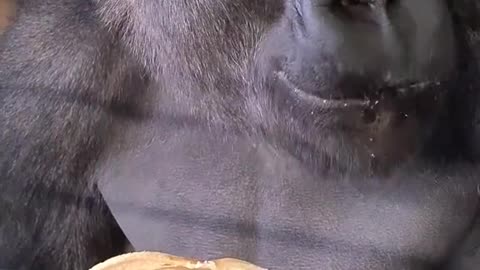 Monkey eating 🍌 banana 😂😂