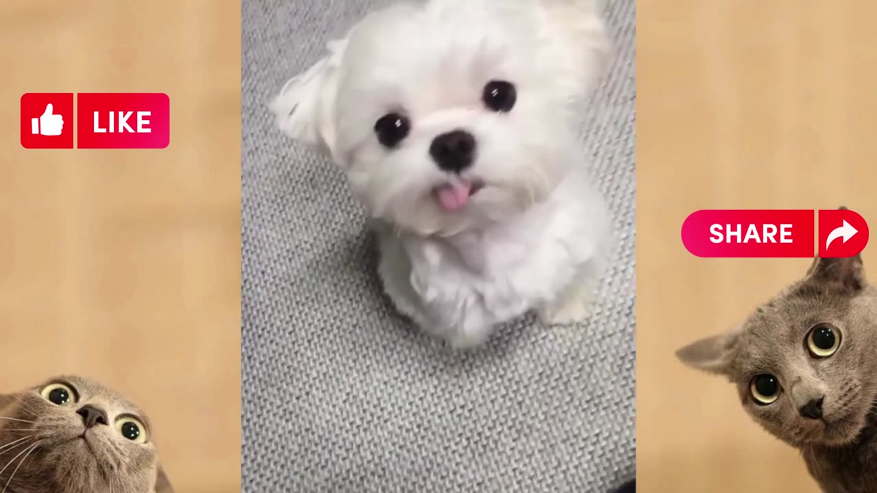 Funny Animals Video 😸🤣🤣🤣