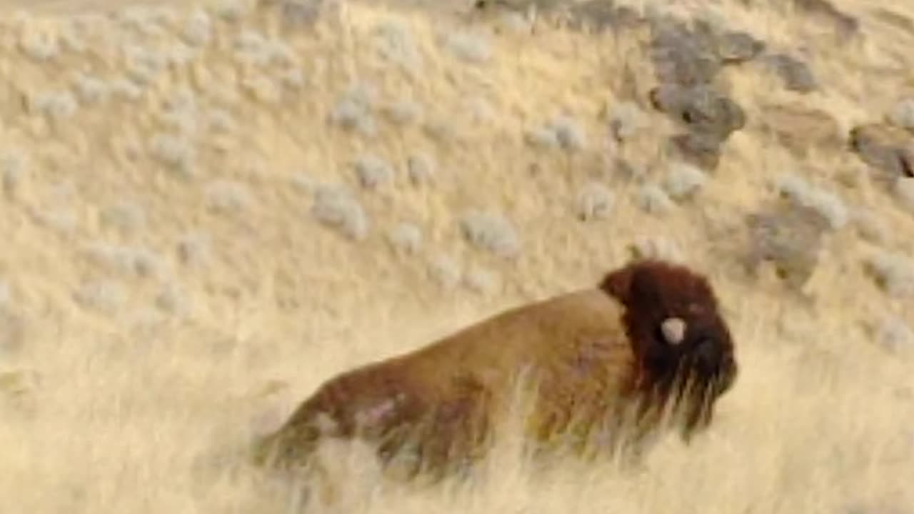 Buffalo on Antelope Island