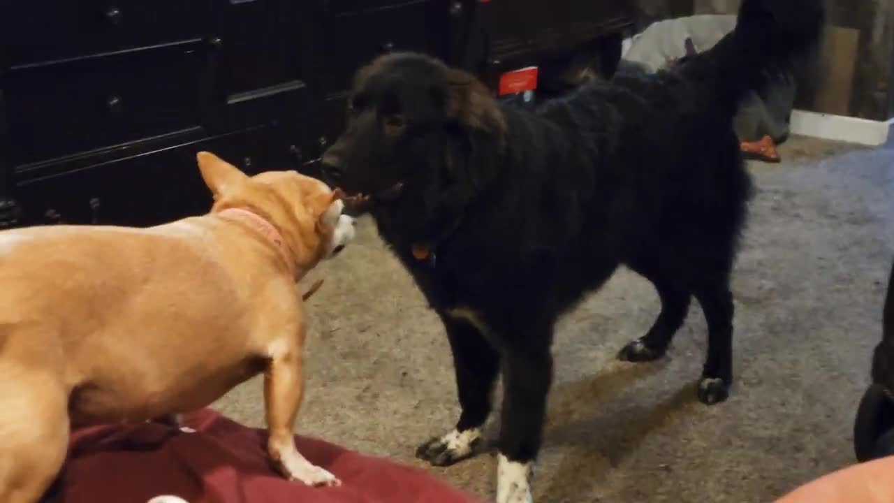 9 lb Chihuahua welcomes 6 Mo / 70 lb Great Pyrenees to the family