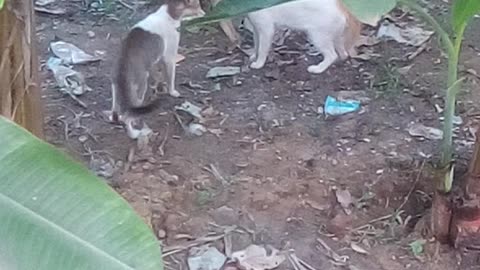 Cat fight