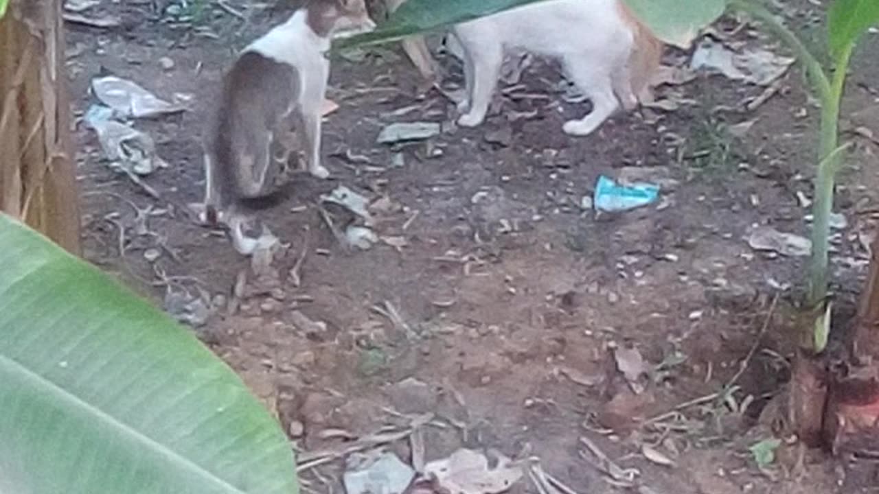 Cat fight