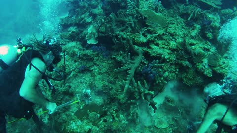 Shark Runs Into Diver While Spear Fishing