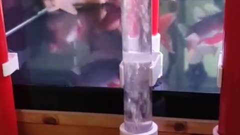 Smart trick for cleaning fishtank