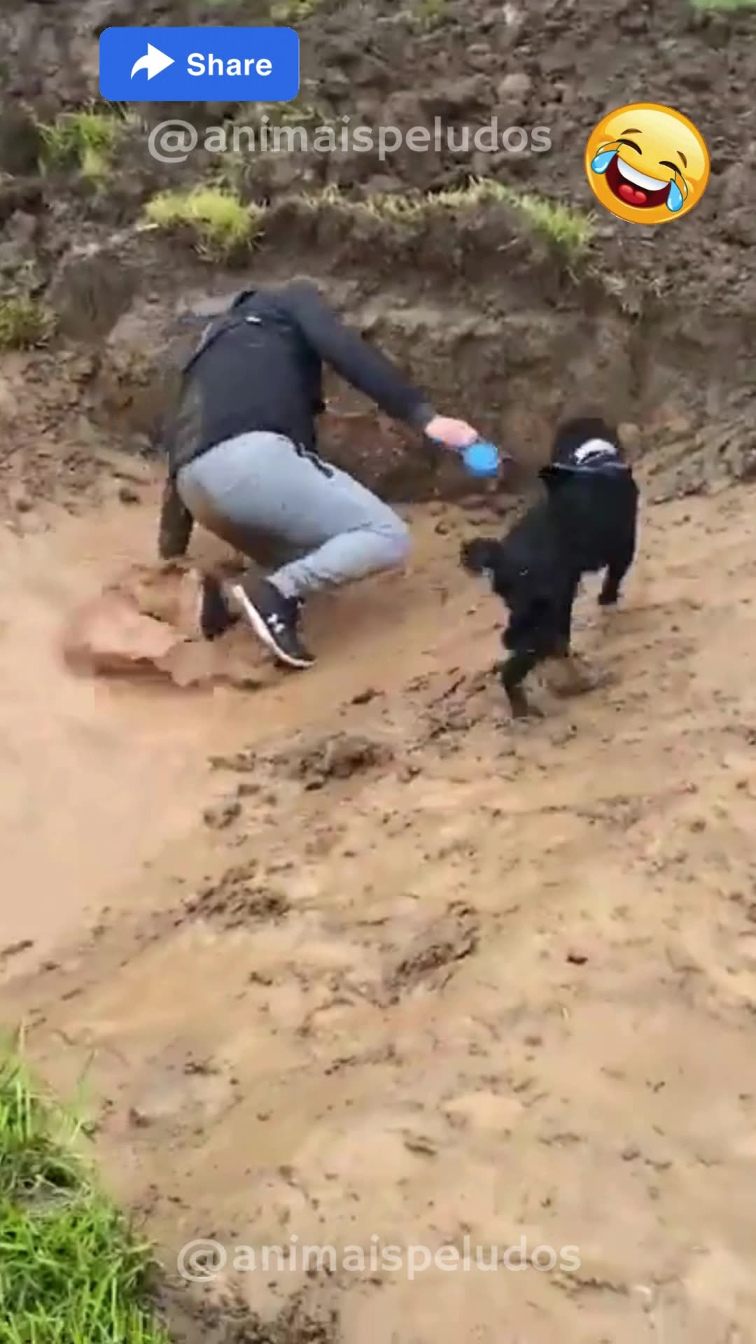 🐕🐈Funny animals 2023😆