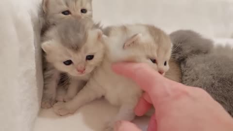 The kittens who are being treated as mother cats are too defenseless and too cute.