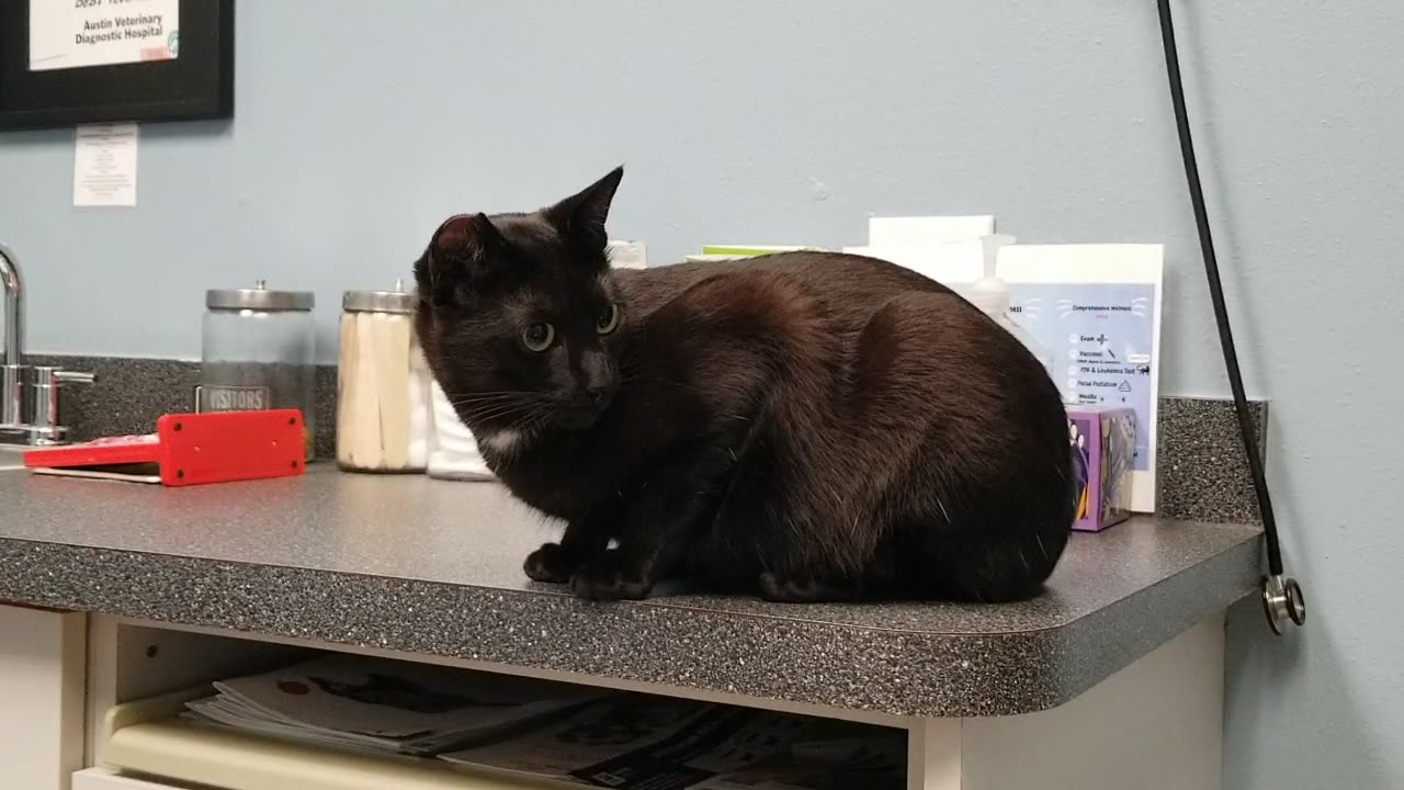 20241107 093528 Tux's Vet Visit