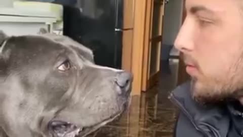 Smart Dog