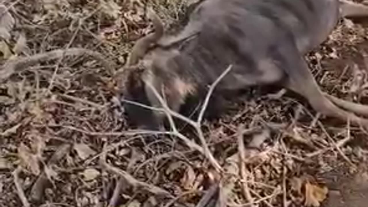 Wildebees commits suicide by running into Tree !