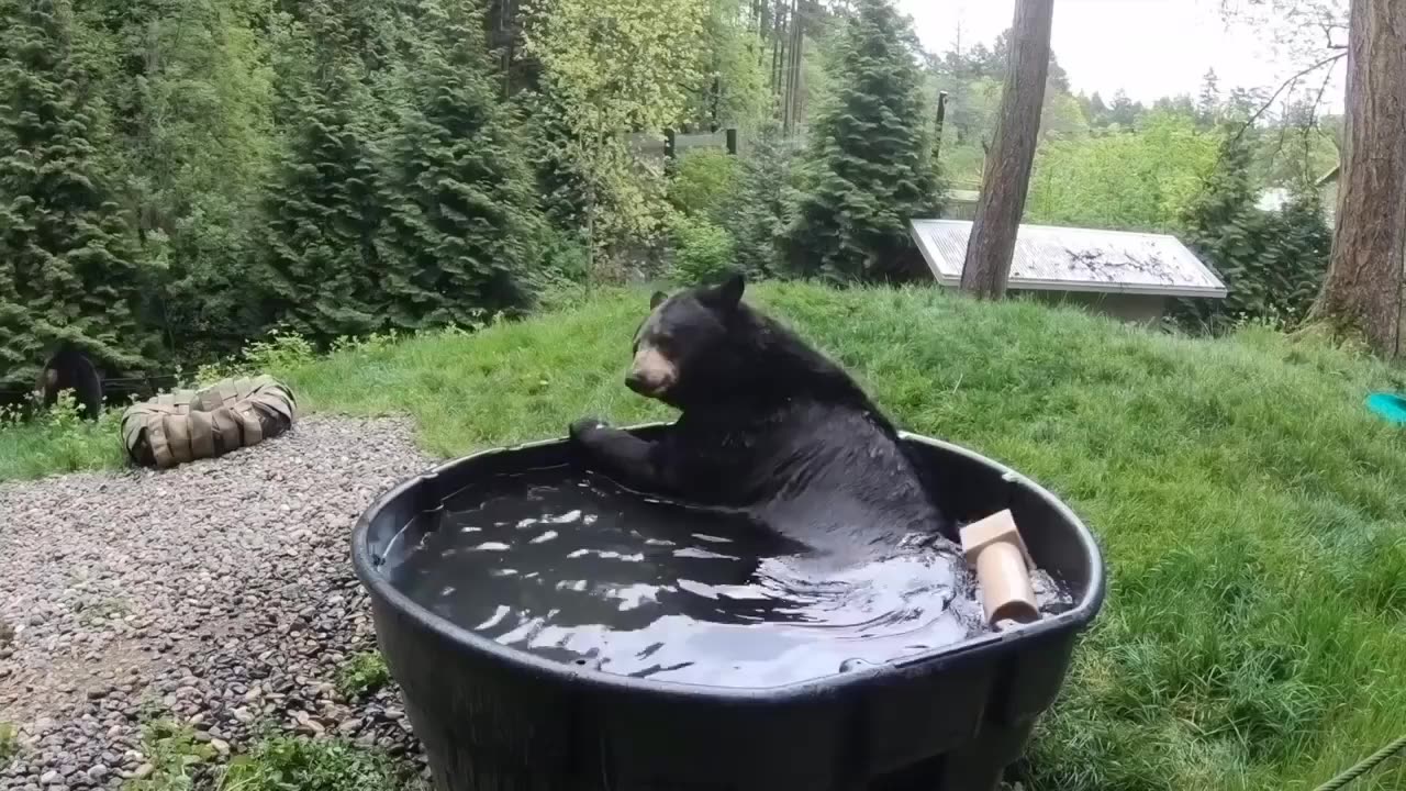 Funny bear