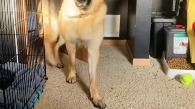 Funny Dog🐕 Speek Own Language Try Not To Laugh