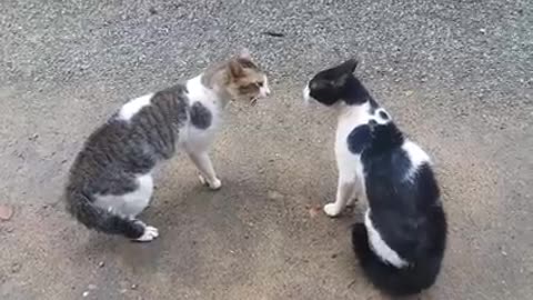 Cute cat fighting so nice Wow