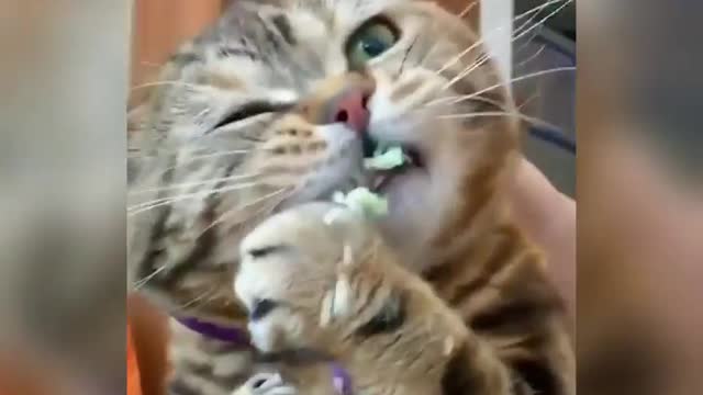 Clumsy Cat Eating