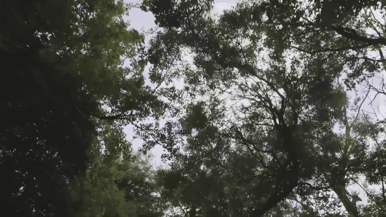 BICEP _ GLUE (Official Video)