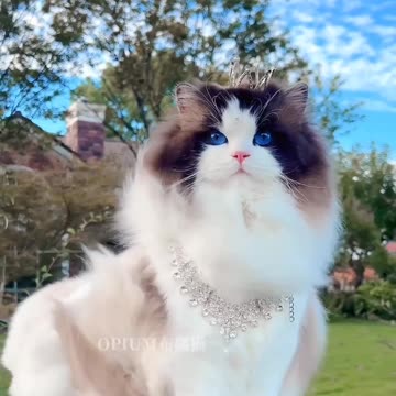 So cute cat 🐈 🥰 |Funny animal videos| try not to laugh