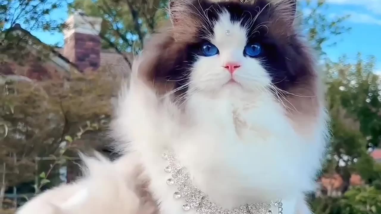 So cute cat 🐈 🥰 |Funny animal videos| try not to laugh