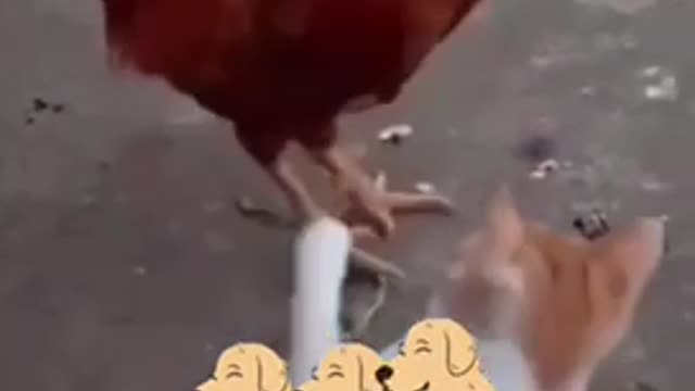 Funny Animal Videos Best Of The 2022 #Shorts