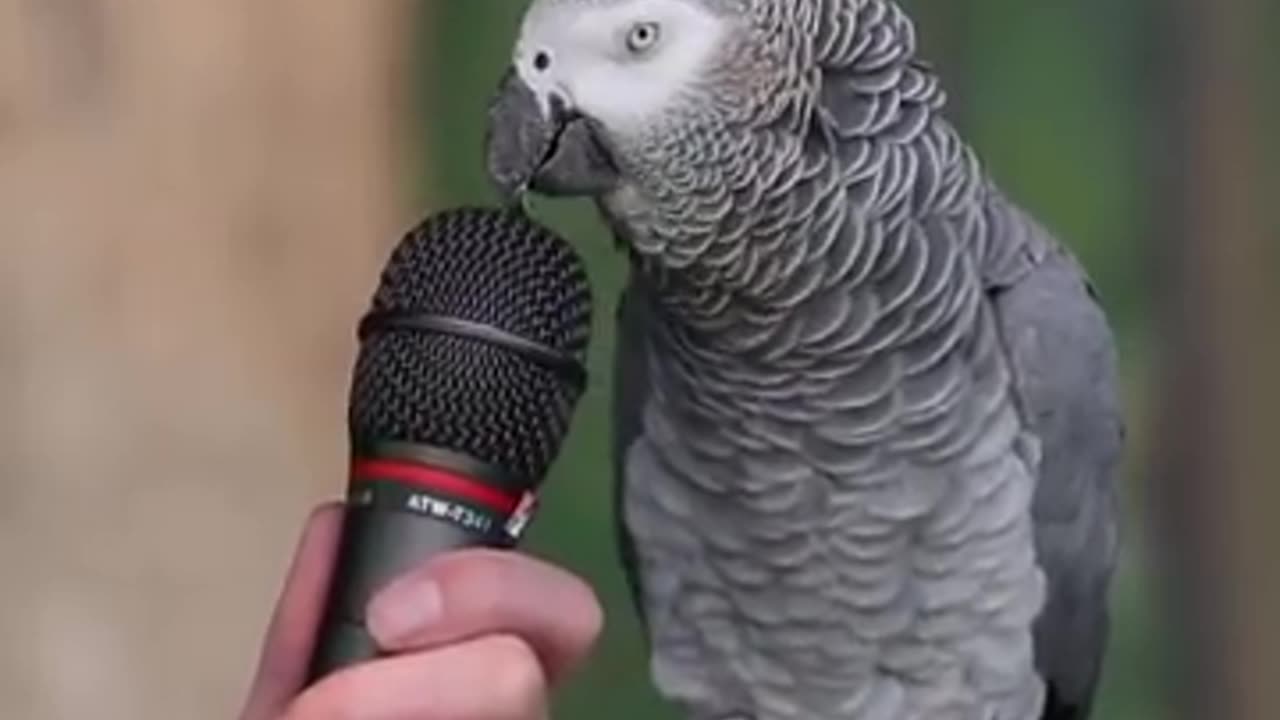 Talking Parrot|VOA voice