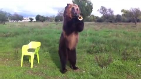 Bear plays Trumpet