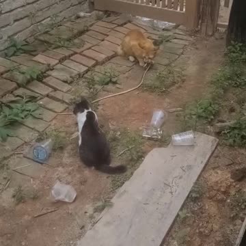 Two cute cats I played with snakes until the snake succumbed to weakness