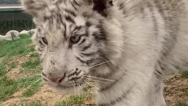 The little white tiger who despises people