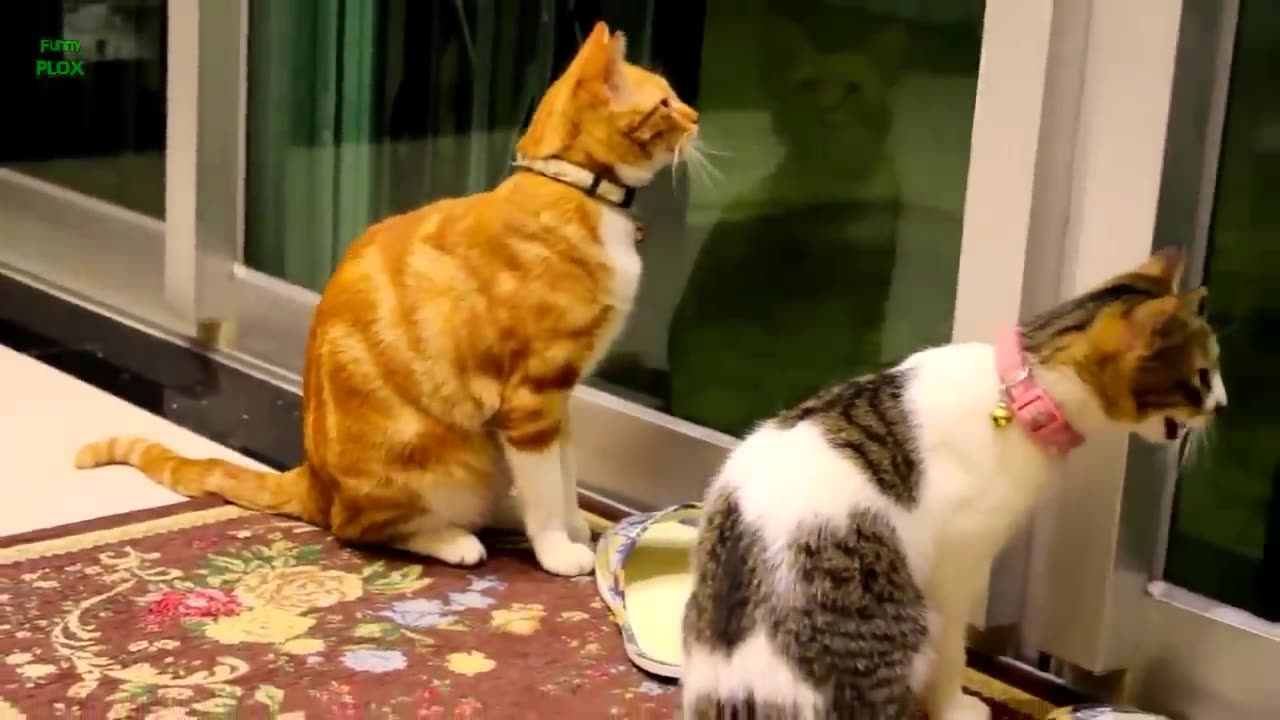 Funny cat and kittens Meowing 😱🤣💞