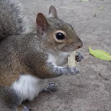 Hambrienta ardilla no tiene problema en ser alimentada con la mano