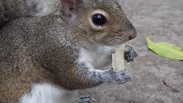 Hambrienta ardilla no tiene problema en ser alimentada con la mano