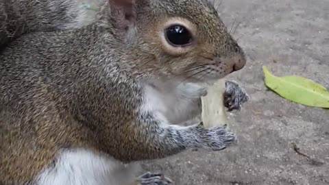 Hambrienta ardilla no tiene problema en ser alimentada con la mano