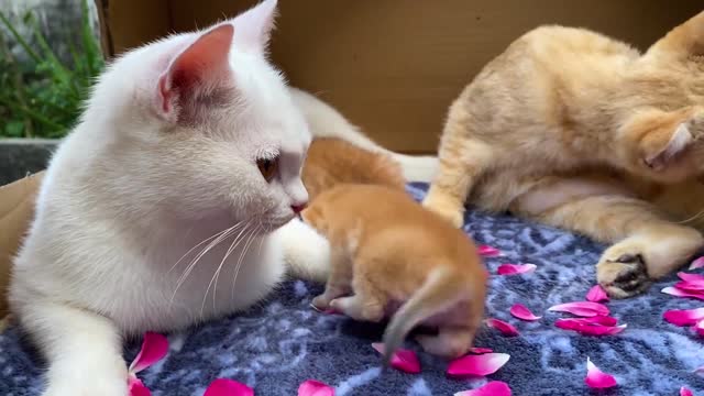 The father cat helps the mother cat take care of the kittens
