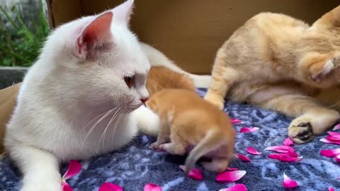 The father cat helps the mother cat take care of the kittens