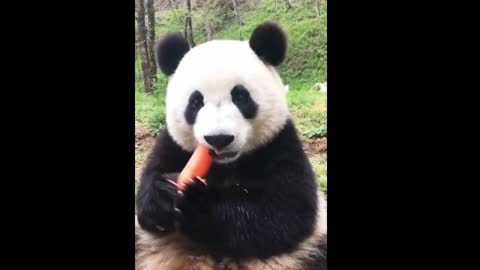 Cute baby panda eating carrot