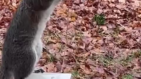 Horror movie squirrel 🤣