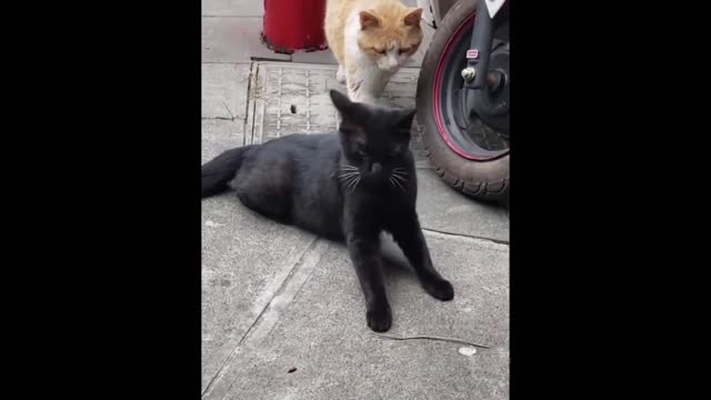 Funny Animals - Best of the 2021 Funny Animal Videos #94