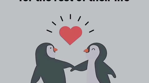 Loving Mentors, penguin lovely moments