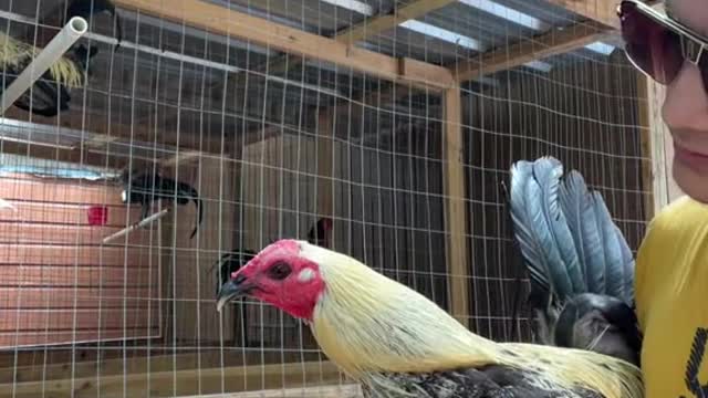 los gallos son los mejor de lo mejor brother saludos desde Honduras 🐓