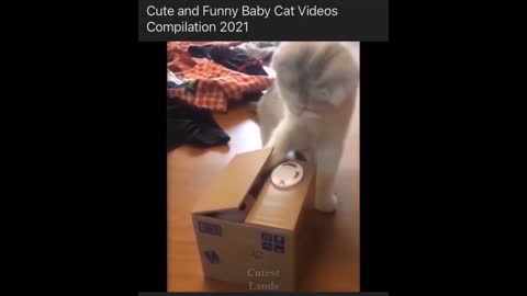 Cats Funny Videos - Cute Cats - Crazy Cats S2 S2 S2