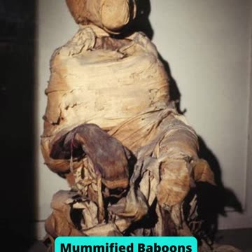 The 10 Most Incredible Animal Mummies from Egypt Part 2