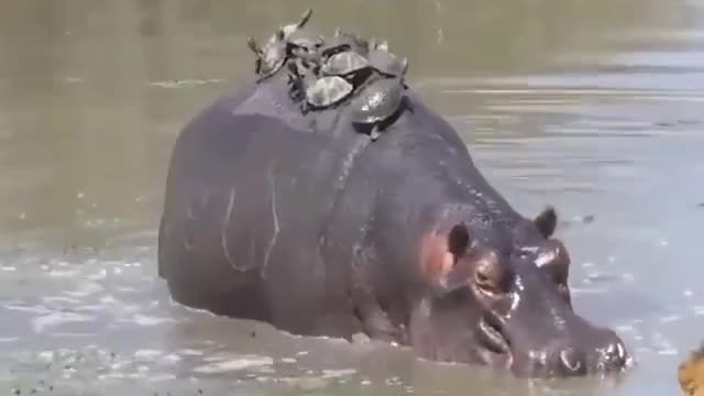 Hippo give free ride to tortoise