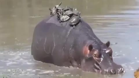 Hippo give free ride to tortoise