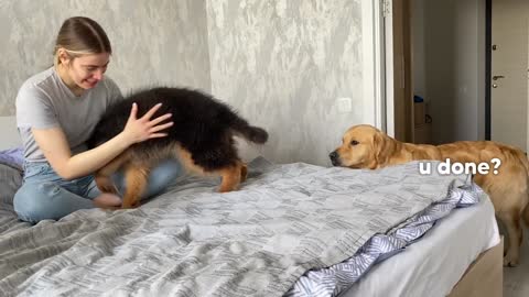 Petting One Dog and Not The Other Jealous Dogs Reaction