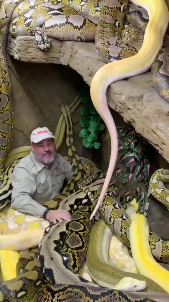 What's the difference between a Python and an Anaconda