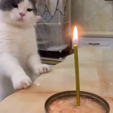 cats funny videos