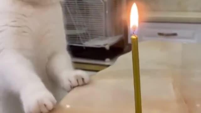 cats funny videos