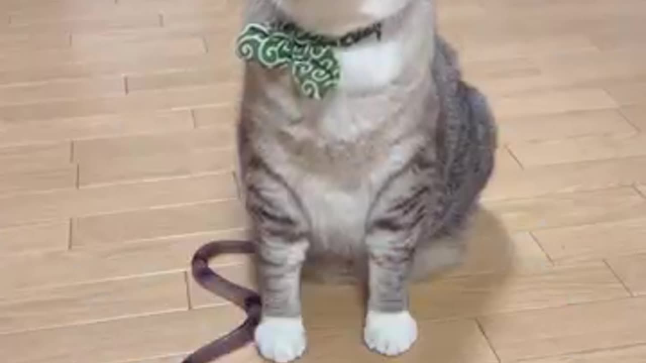 Cat funny video #8 | cat mood off 😭🤣🤣