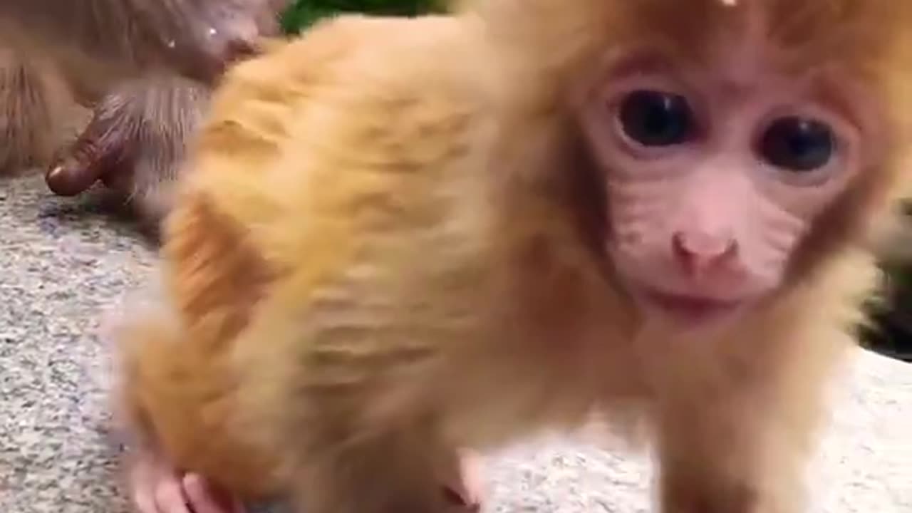 Cute monkey king, monkey child video #monkey