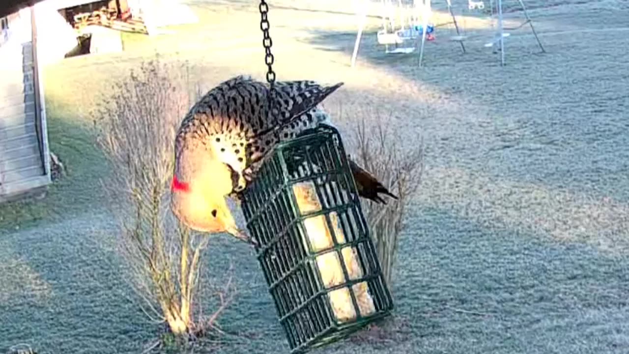 Northern Flicker Female (Yellow-shafted)