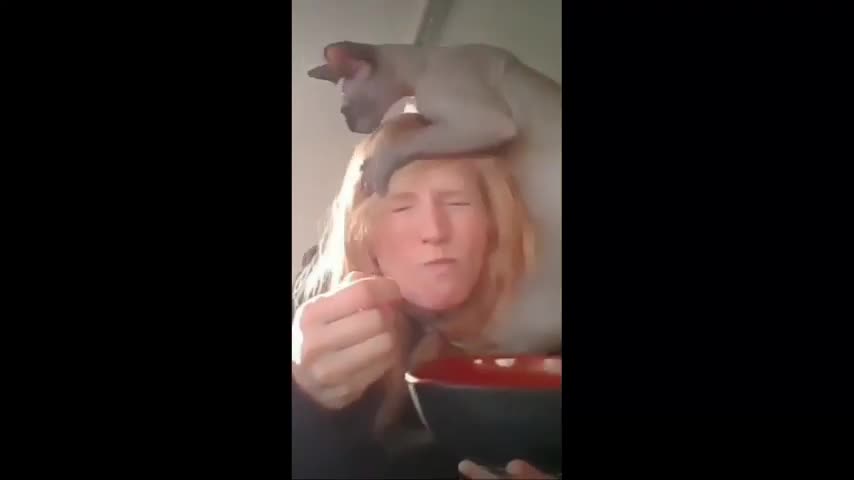 Cat Climbing on Owner's Head Falls Off While She Eats Cereal